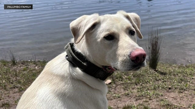 amador-dog-shot.jpg 