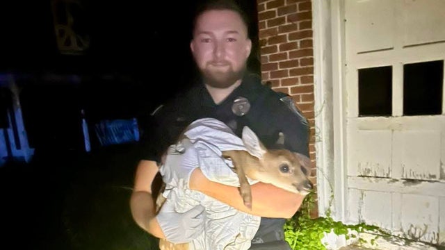 baby-deer-ludlow.jpg 